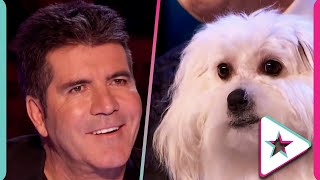 A Talking DOG Audition on Britains Got Talent [upl. by Nurse996]