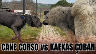 CANE CORSO vs KAFKAS ÇOBAN KÖPEĞİ [upl. by Truk]