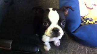 Boston Terrier pup barking at reflection [upl. by Fredelia872]