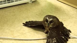 Sawwhet Owl Chilling By Fan [upl. by Hefter]