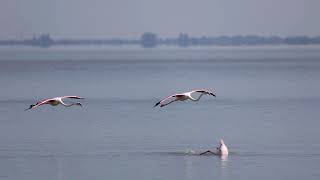 FLAMINGO FLY LAND IN LAKE DIVE SLOW MOTION [upl. by Radloff]