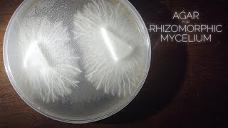 Rhizomorphic Mycelium Agar Plates MEA  MYA Dish or No Pour Jar Recipe Cloning Spores Transfers [upl. by Atiuqrahc]