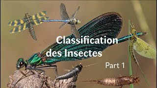 Les Insectes Partie 1 7 [upl. by Aicssej522]