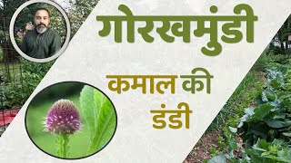 Benefits Of Indian Globe Thistle  Sphaeranthus Indicus  Gorakhmundi Ke Fayde  JadiButi Store [upl. by Markowitz]