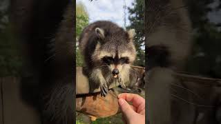 Waschbären lieben Erdnüsse  Raccoons love peanuts [upl. by Zingale247]