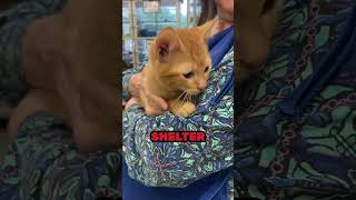 Can you help the kittens and cats at the shelter Houston AnimalShelter [upl. by Weathers156]