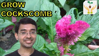 How to Grow Cockscomb  Celosia from Seeds [upl. by Okiam945]