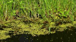 Ringelnatter jagt im Gartenteich [upl. by Ocire825]