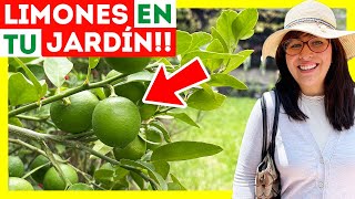 🍋12 CUIDADOS para tener un LIMONERO en MACETA 🪴¿Por qué se caen los frutos y flores [upl. by Babbette]