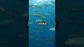 Why tuna fish cant stop swimming [upl. by Devina415]