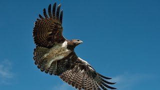 He attacks Gazelles Monitor Lizards and even BoarsThe Martial Eagle is the African King of the Sky [upl. by Allimak]