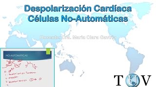 Despolarización cardíaca celulas no automaticas  Electrocardiograma curso de interpretación del ECG [upl. by Adallard]