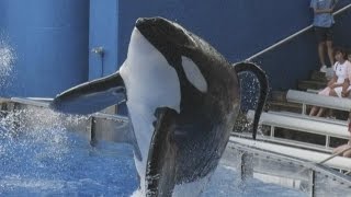 SeaWorld are stopping their whale show but what has led to this decision [upl. by Mcgray310]