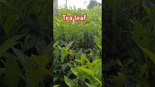 tealeafvandiperiyargodsowncountry [upl. by Yvel636]