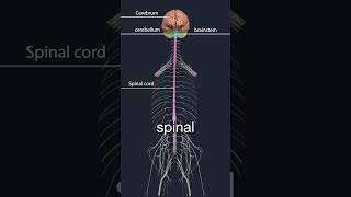 Lumbar spinal stenosis and neurogenic claudication [upl. by Nosduh]