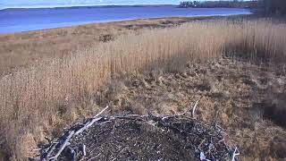 Great Bay Osprey Cam [upl. by Cairistiona253]