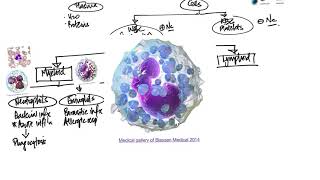 Leukocytes Introduction and Overview [upl. by Gustave315]