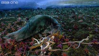 Life  Timelapse of swarming monster worms and sea stars  BBC One [upl. by Elmore]