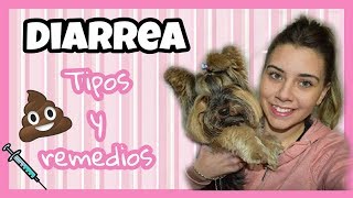 Causas y tratamiento para la DIARREA en perros [upl. by Yrevi]