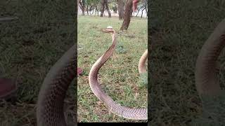 indian spectacled Cobra snake [upl. by Ileyan]