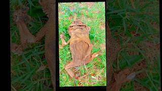 the frogfrog sri lanka 🐸🐸skeleton frog shortvideo everyone TVDenethaChannel [upl. by Kera641]