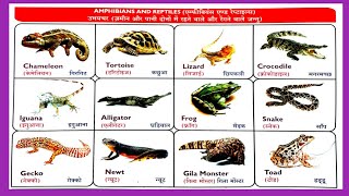 reptiles and amphibians name उभयचर और सरीसृप नाम अंग्रेजी में रेंगने वाले जीवों के नाम अंग्रेजी [upl. by Mallory646]