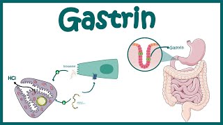 Gastrin  Function and mechanism of action [upl. by Keelia368]