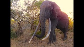 Last of the Big Tuskers  elephant trailer [upl. by Atilol700]