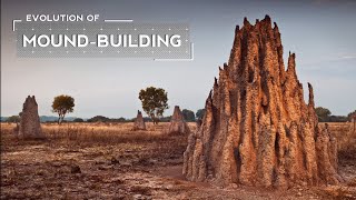 How Termites Evolved to Build Massive Mounds [upl. by Alberic]