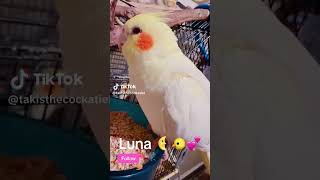 The Adorable World of Luna the Cockatiel  birds cuteanimals cockatielslove bird cockatiel [upl. by Carrillo]