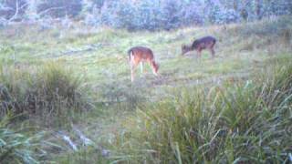 tasmanian fallow deer on bushnell trail cam [upl. by Ellenahc991]