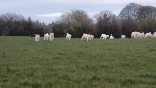 Sights and sounds on the farm as Charolais calves run in a race [upl. by Hasile]