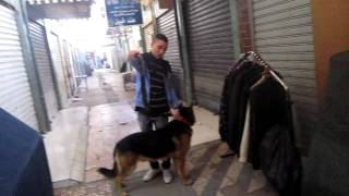 Berger allemand 11 moi ahmedgiliwcn oujda maroc 14012012 [upl. by Llerdnod]