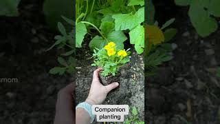 Companion planting in the garden 🌼👩🏻‍🌾 [upl. by Ikkiv578]