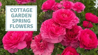 Planting Spring Flowering Ranunculus In Our Cottage Garden  Cottoverdi [upl. by Nedah]