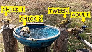 Bluefaced Honeyeater fledglings visit birdbath and attack Noisy Friarbird – Australian birds [upl. by Faunia171]