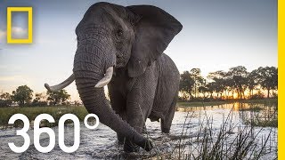 Elephant Encounter in 360  Ep 2  The Okavango Experience [upl. by Zebadiah]