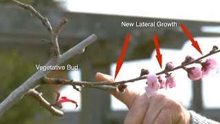 Peach Trees’ Unique Structure How They Grow Bloom and Fruit [upl. by Eeryn]