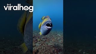 Titan Triggerfish Protects Its Nest  ViralHog [upl. by Lleze274]