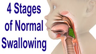 The 4 Stages of Swallowing Biomechanics amp Bolus Movement [upl. by Neral]