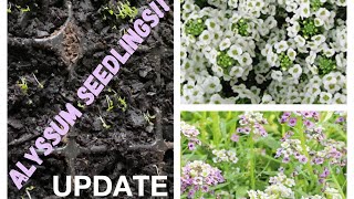 Alyssum seedlings already  rachelshomeandgarden3348 [upl. by Ettena272]