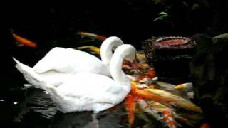 Swans feeding koicarp [upl. by Danella]