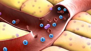 How insulin works [upl. by Kingdon]