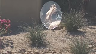 RAW VIDEO Bobcats caught on camera fighting in Scottsdale [upl. by Hare]