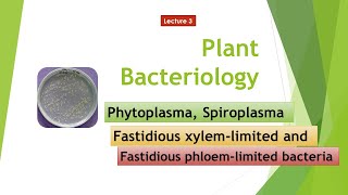 Phytoplasma Spiroplasma FXLB FPLB [upl. by Allister687]