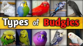 TYPES OF BUDGIES l Rare Budgies l Budgies Types l Budgies l Budgies Colors l Ahmad Farming [upl. by Irtak]