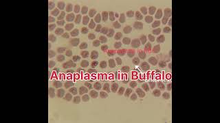 Anaplasma in RBC Blood Protozoa in Buffalo Blood Protozoa in Animal [upl. by Clementia114]