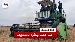 بداية الحصاد بالمغرب فلاحون هذا الموسم طبعه الجفاف أكثر من السنوات الماضية [upl. by Nhabois]