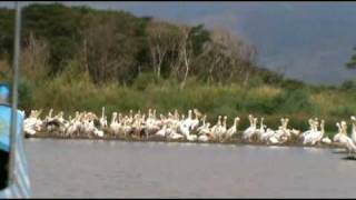 Ethiopie ETH13 Chamo Lake [upl. by Jedediah851]