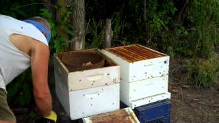 How to keep bees amp Starting a new hive Honeybee Swarm Trap Follow upBeeHive [upl. by Akiemahs]